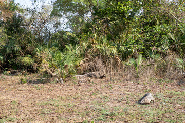 Ein Schwarzweißer Teju in seinem Lebensraum