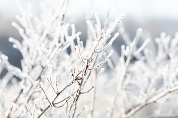 iced branches