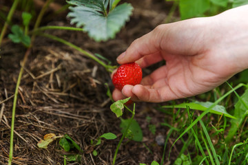 Gardening and agriculture concept. Female farm worker hand harvesting red fresh ripe organic strawberry in garden. Vegan vegetarian home grown food production. Woman picking strawberries in field.