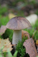 mushroom in forest