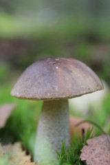 mushroom in grass