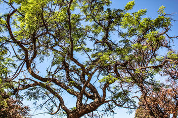 Brazilian trees