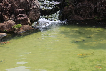 Fototapeta na wymiar fish pond