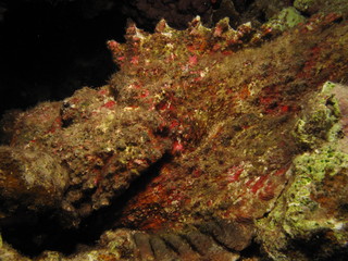 Stonefish (Synanceia verrucosa). Taking in Red Sea, Egypt.