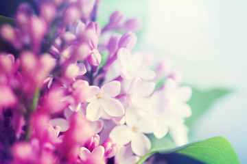Naklejka na ściany i meble Floral background with lilac flowers closeup, soft focus.