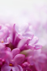 Floral background with lilac flowers closeup, soft focus.