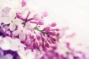 Floral background with lilac flowers closeup, soft focus.