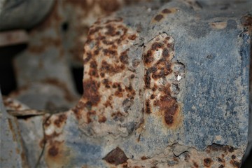 butterfly on rock