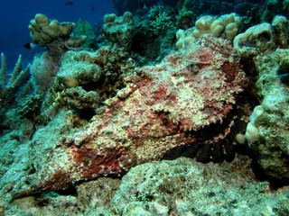 Fototapeta na wymiar Stonefish (Synanceia verrucosa). Taking in Red Sea, Egypt.