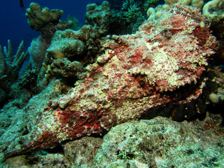 Plakat Stonefish (Synanceia verrucosa). Taking in Red Sea, Egypt.