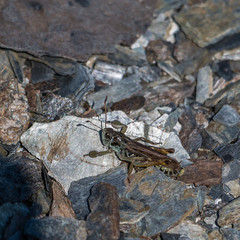 Cavallette in alta Val Susa - Piemonte - Italy 