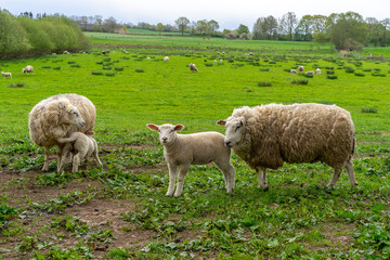 sheep in field