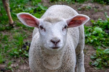 Obraz na płótnie Canvas portrait of a sheep