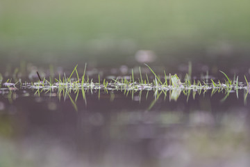 grass on a green background
