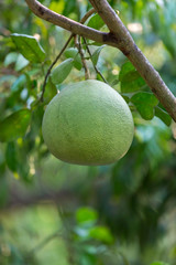 Ripening fruits of the pomelo, natural citrus fruit, green pomelo hanging on branch of the tree . Ripe green pomelo hanging on branch, tropical pomelo tree, citrus fruit
