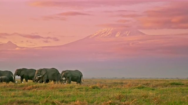 Elephants in the grassland at the foot of Kilimanjaro snow mountain