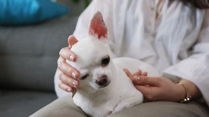Close-up footage of little buddy sitting on lap of owner. Lovely white Chihuahua. Tiny dog. Apartment. Domestic animal. Indoors. Brunette. Without face. Person. Tiny dog.