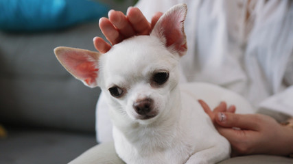 Young woman petting cute white dog. Affectionate. Nice Chihuahua. Ancient breed. Tiny pups. Daytime. Close-up shot. Footage. Indoors. Apartment.