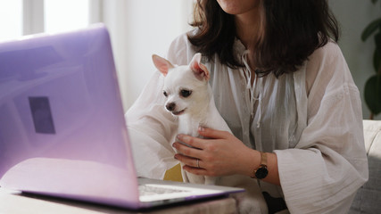 Pretty little dog sitting near young woman and watching cartoons on laptop. Cool family pet. Purple device. Without face. Lifestyle, daily life. Indoors. Apartment.