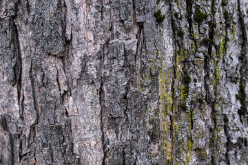Texture - bark of an old tree