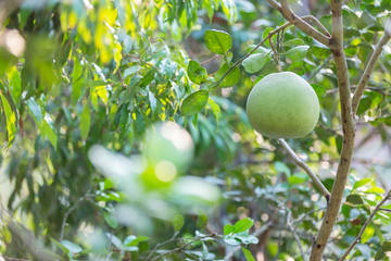 Ripening fruits of the pomelo, natural citrus fruit, green pomelo hanging on branch of the tree . Ripe green pomelo hanging on branch, tropical pomelo tree, citrus fruit