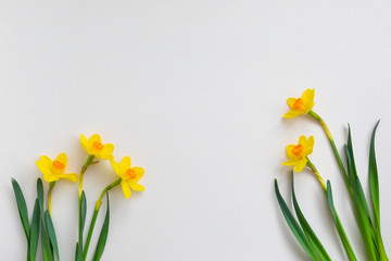 Fresh cutted yellow blooming daffodils on beige background with copy space