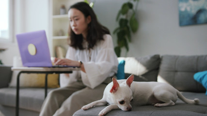 Shooting of calm sweet Chihuahua laying on bed in forefront. Young Asian woman browsing on Internet, using violet laptop. Cozy apartment. Indoors.