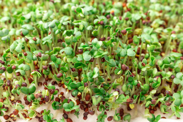Obraz na płótnie Canvas Mustard on the windowsill. Microgreens growing. Vegan and healthy eating concept. White background. Close-up. Copy space