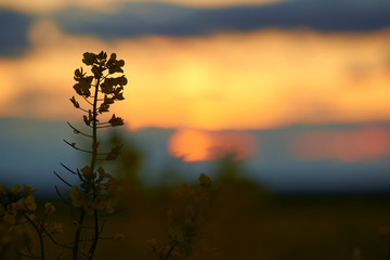 Obraz premium beautiful sunset - rapeseed flower closeup, bright springtime landscape, dark sky, clouds and sunlight