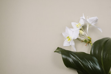 White lilies with green leaves on olive background. Closeup view