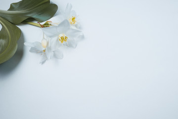 Fototapeta na wymiar White lilies with green leaves on white background. Closeup view