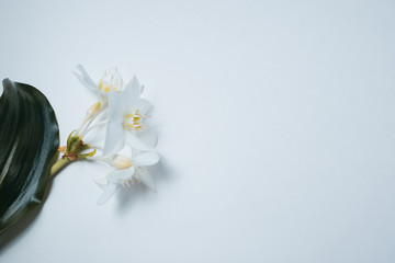 White lilies with green leaves on white background. Closeup view