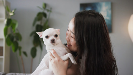 Happy young amazing girl hugging sweet Chihuahua. Fine pet. Compact white dog. Blurred background...