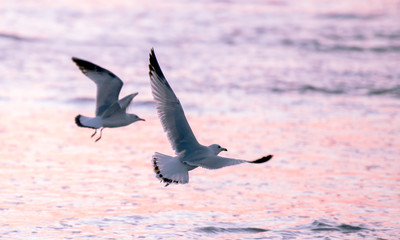 Seagull flying during sunset