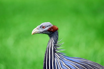 Vulturine Guineafowl Head Close Up Portrait