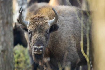 European bison - Bison bonasus in the Knyszyn Forest (Poland) © szczepank