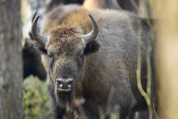 Foto op Canvas Europese bizon - Bison bonasus in het Knyszyn-woud (Polen) © szczepank