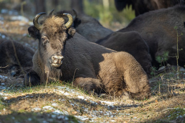 European bison - Bison bonasus in the Knyszyn Forest (Poland) © szczepank