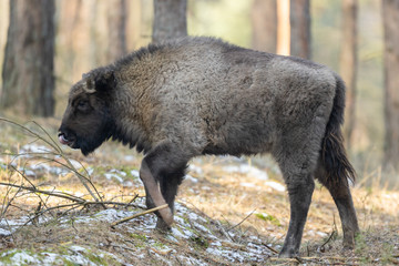 European bison - Bison bonasus in the Knyszyn Forest (Poland) © szczepank