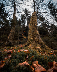 Wanderung durch den Uttewalder Grund Sächsische Schweiz 