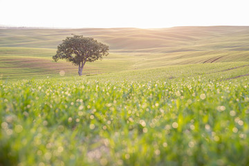 Lonely tree on a green field 