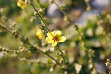Yellow flowers on a green background
