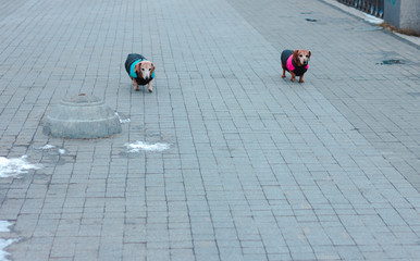  Two dachshund dogs walk down the street