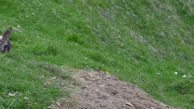 European rabbit (Oryctolagus cuniculus) entering burrow