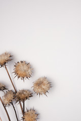 Dried flowers and leaves on white background.Flowers composition. Copy space, flat lay , top view
