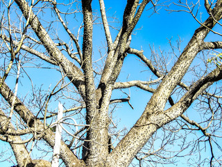 tree on blue sky