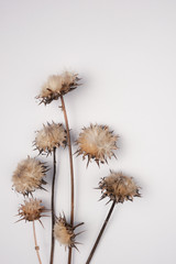 Dried flowers and leaves on white background.Flowers composition. Copy space, flat lay , top view