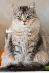 Naklejka na ściany i meble Beautiful long haired cat in relax, domestic animal of livestovk