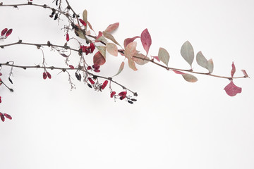 Dried flowers and leaves on white background.Flowers composition. Copy space, flat lay , top view