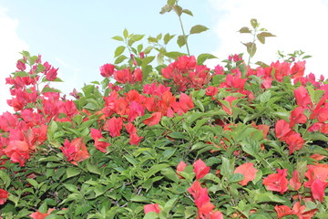 Obraz premium Flores vermelhas